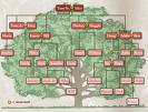 Family Tree Link